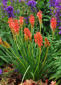 Kniphofia 'Redhot Popsicle'